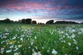 Beautiful sunset over chamomile field Royalty Free Stock Photo