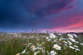 Beautiful sunset over chamomile flowers Royalty Free Stock Photo