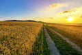 Beautiful sunset over countryside dirt gravel road and ripe wheat fields Royalty Free Stock Photo