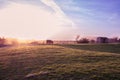 Donkeys in field at sunset Uphill Weston Super Mare