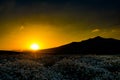 Beautiful sunset over a field of chamomile Royalty Free Stock Photo