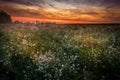 A beautiful sunset over a field full of flowers. Royalty Free Stock Photo