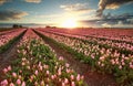 Beautiful sunset over field with pink tulips Royalty Free Stock Photo