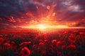 A beautiful sunset over a field of red poppies Royalty Free Stock Photo