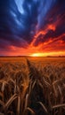 A beautiful sunset over a golden field of wheat Royalty Free Stock Photo