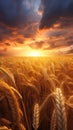 A beautiful sunset over a golden wheat field Royalty Free Stock Photo