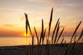 Beautiful sunset over grass field on the beach Royalty Free Stock Photo