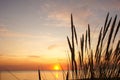 Beautiful sunset over grass field on the beach Royalty Free Stock Photo