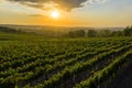 Beautiful sunset over green hills with cultivated vines, Cricova, Moldova Royalty Free Stock Photo