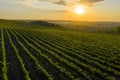 Beautiful sunset over green hills with cultivated vines, Cricova, Moldova Royalty Free Stock Photo