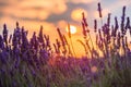 Beautiful sunset over lavender field at summer evening Royalty Free Stock Photo