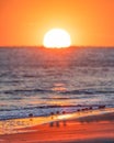 Beautiful sunset over the ocean as small sanderling birds wade through the surf . Royalty Free Stock Photo