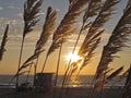Sunset through Pampas Grass, Torrance Beach, Los Angeles, California Royalty Free Stock Photo