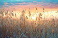 Beautiful sunset over the reeds in the field, soft focus Royalty Free Stock Photo