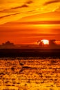 Beautiful sunset over rice field with heron Royalty Free Stock Photo