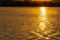 Beautiful sunset over the river. The solar path on the surface of the water and a duck. Reflection of the setting sun Royalty Free Stock Photo