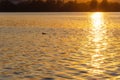 Beautiful sunset over the river. The solar path on the surface of the water and a duck. Reflection of the setting sun Royalty Free Stock Photo