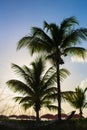 Beautiful sunset over sea beach with palmtree Royalty Free Stock Photo