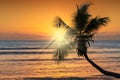 Tropical sunset with coco palm on the beach Royalty Free Stock Photo