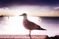 Beautiful sunset over sea with lonely seagull Royalty Free Stock Photo