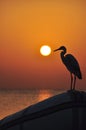 Beautiful sunset over the sea with reflections of red and yellow rays on the sea surface playing on the beach waves with a bird on