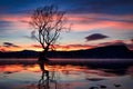 Beautiful sunset over a silhouette of a tree on lake Wanaka, New Zealand. Royalty Free Stock Photo