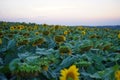 Beautiful sunset over sunflower field Royalty Free Stock Photo