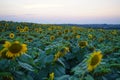 Beautiful sunset over sunflower field Royalty Free Stock Photo
