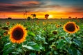 Beautiful sunset over the sunflower field in Poland Royalty Free Stock Photo