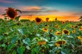 Beautiful sunset over the sunflower field in Poland Royalty Free Stock Photo