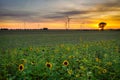 Beautiful sunset over the sunflower field in Poland Royalty Free Stock Photo