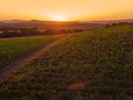 Beautiful Sunset over vineyard in Europe, aerial view Royalty Free Stock Photo