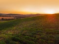 Beautiful Sunset over vineyard in Europe, aerial view Royalty Free Stock Photo