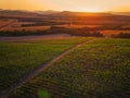 Beautiful Sunset over vineyard in Europe. Agricultural fields. Royalty Free Stock Photo