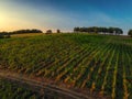 Beautiful Sunset over vineyard in Europe, aerial view Royalty Free Stock Photo