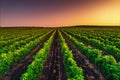 Beautiful Sunset over vineyard field in Europe Royalty Free Stock Photo