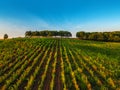 Beautiful Sunset over vineyard fields in Europe Royalty Free Stock Photo