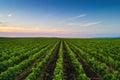 Beautiful Sunset over vineyard rows in Europe Royalty Free Stock Photo