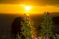 Sunset virgin rock with wild flowers Royalty Free Stock Photo