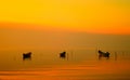 Beautiful sunset over water and silhouette fishing boats Royalty Free Stock Photo