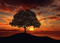Beautiful Sunset Over Water Tree Silhouette Nature Landscape