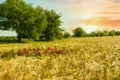 Beautiful sunset over wheat field. Royalty Free Stock Photo