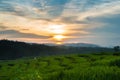 Beautiful sunset in paddy field
