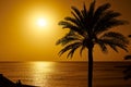 Beautiful sunset with a palm tree on Tenerife Royalty Free Stock Photo