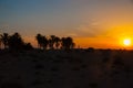 Beautiful sunset with palms silhouettes on salt lake Chott el Djerid, Sahara desert, Tunisia, Africa, HDR Royalty Free Stock Photo