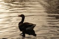 Beautiful sunset photo of duck creating ripples on a pond Royalty Free Stock Photo