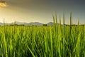 Beautiful sunset rice fields with mountain Royalty Free Stock Photo