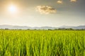 Beautiful sunset rice fields with mountain Royalty Free Stock Photo