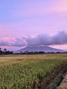 beautiful sunset with rice fields and a mountain background, this is West Sumatra Royalty Free Stock Photo