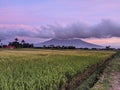 beautiful sunset with rice fields and a mountain background, this is West Sumatra Royalty Free Stock Photo